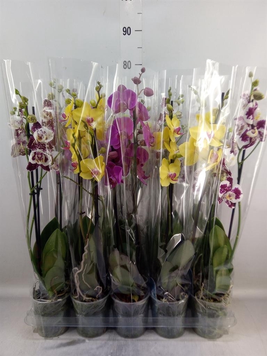 <h4>Phalaenopsis   ...mix  5</h4>