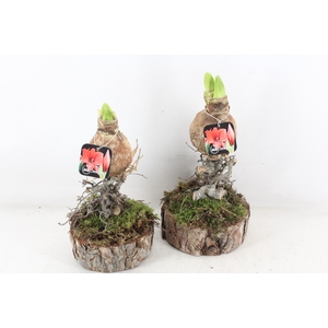 arr4 amaryllis MB - Ama. bol op voet x8