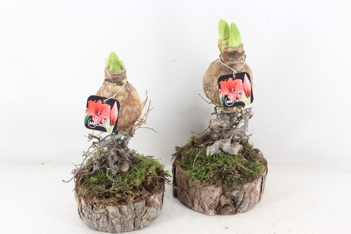 <h4>arr4 amaryllis MB - Ama. bol op voet x8</h4>