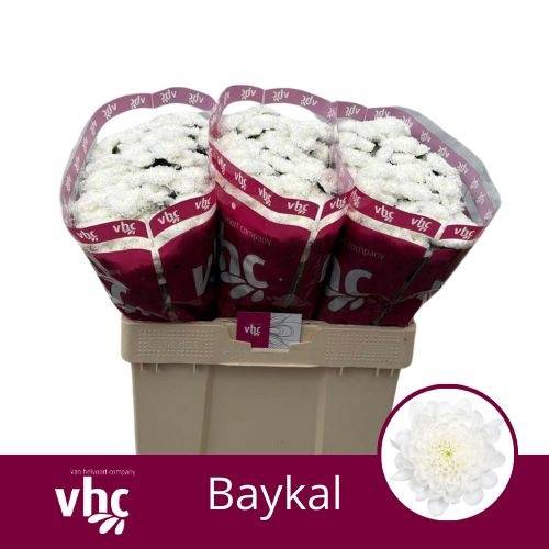 <h4>Chr S Baykal</h4>