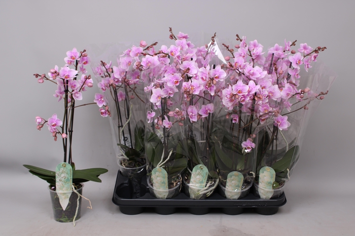 <h4>PHAL MF F ROSANNE</h4>