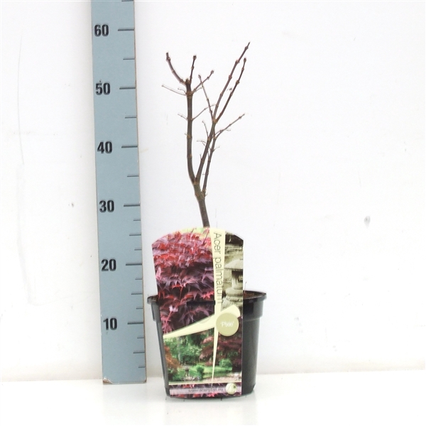 <h4>Acer palmatum 'Pixie' P19 Full CC</h4>