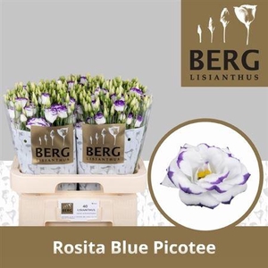 Eus G Rosi Blue Pico