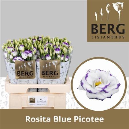 <h4>Eus G Rosita Blue Picotee</h4>