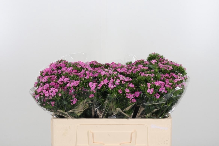 <h4>Di Barb Am Rose</h4>