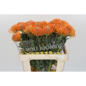 LEUCO AYOBA ORANGE