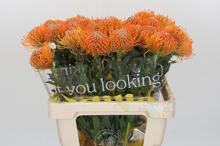 <h4>LEUCO AYOBA ORANGE</h4>