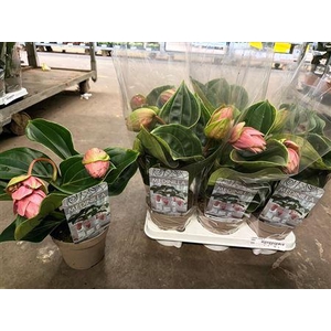 ** Medin Candy 1 Flower * Spring Deal *