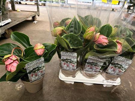 <h4>** Medin Candy 1 Flower * Spring Deal *</h4>