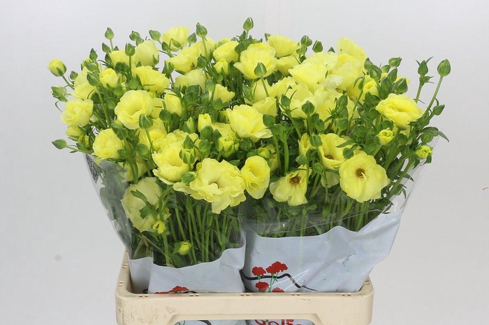 Ranunculus Butterfly Helios