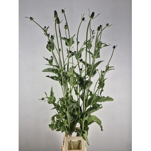 DIPSACUS