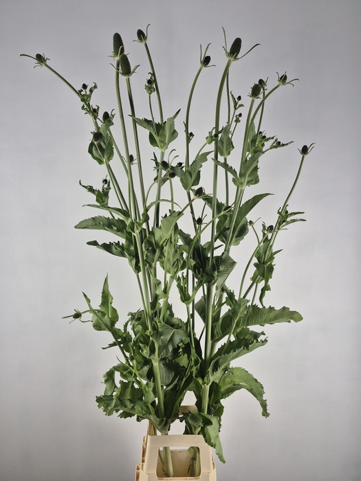 <h4>DIPSACUS</h4>