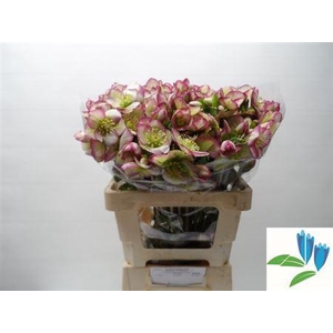 Hell Frk Glenda Glos 55cm