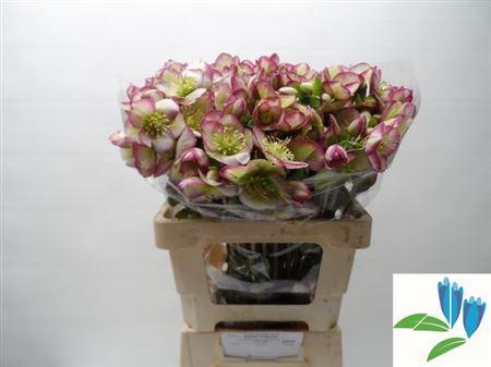 <h4>Hell Frk Glenda Glos 55cm</h4>