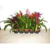 Guzmania   ...mix