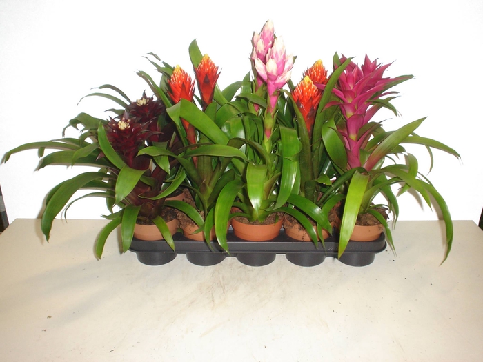 Guzmania   ...mix