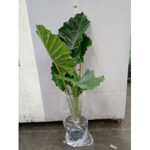 Alocasia portodora