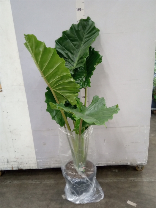 <h4>Alocasia portodora</h4>