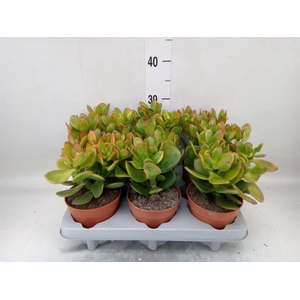 Crassula ovata 'Sunset'
