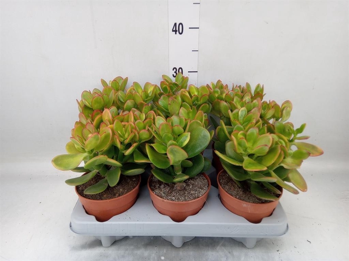 <h4>Crassula ovata 'Sunset'</h4>