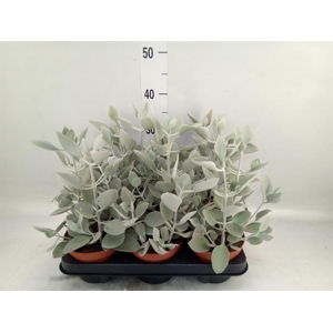 Kalanchoe NF   ...