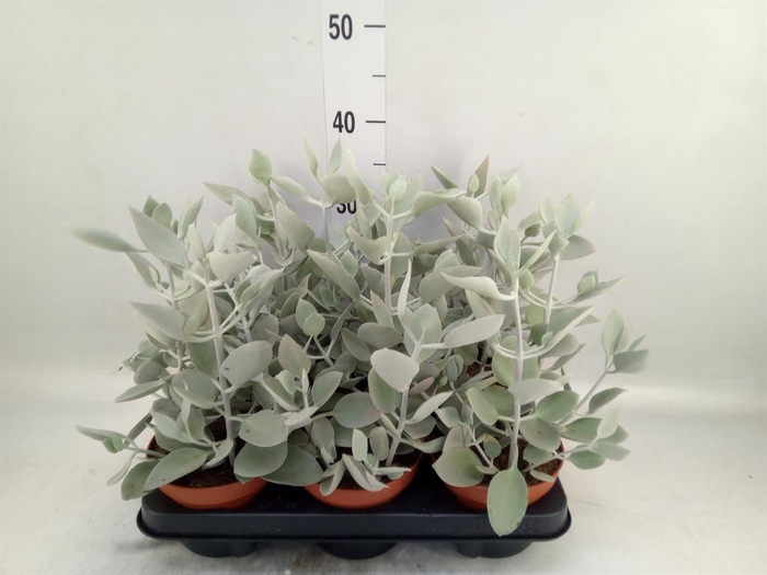 <h4>Kalanchoe NF   ...</h4>