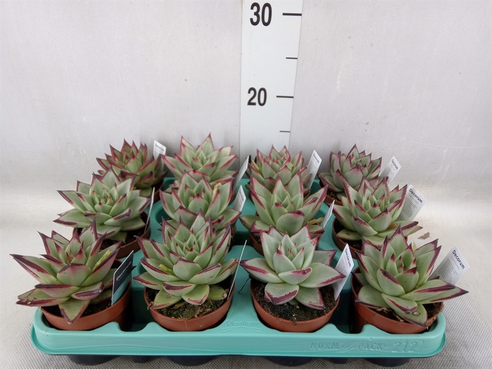 <h4>Echeveria   ...</h4>