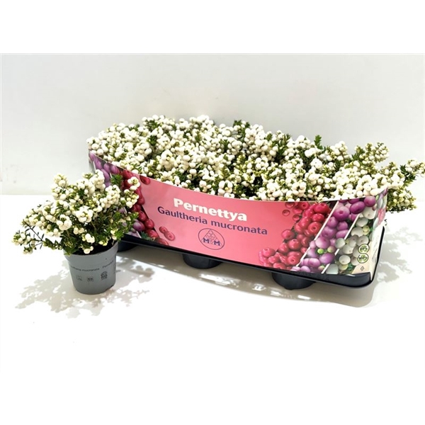 <h4>Gaultheria mucronata Wit</h4>