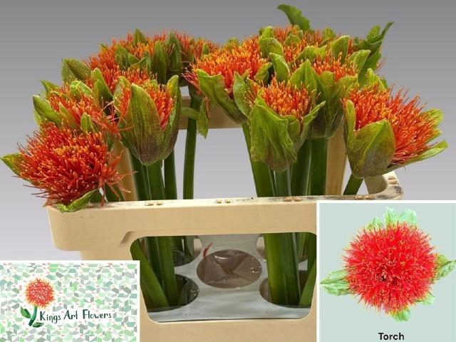 <h4>SCAD M TORCH</h4>