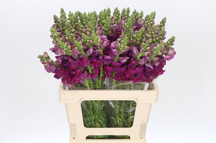 Antirrhinum Potomac Purple