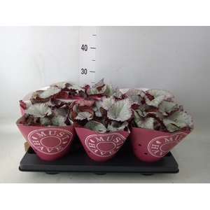 Begonia BD 'Hawaiian Silver'