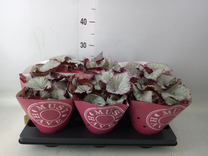 <h4>Begonia BD 'Hawaiian Silver'</h4>