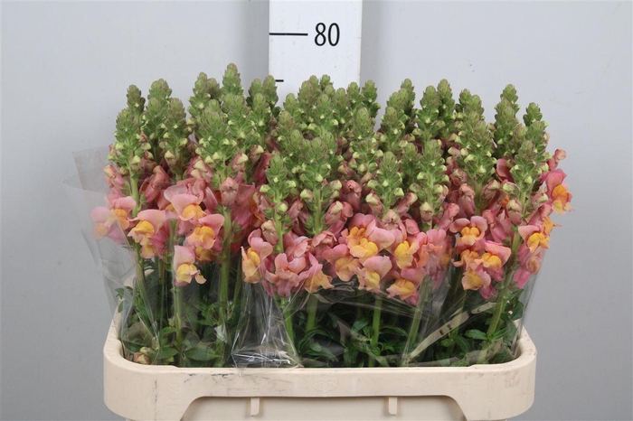 <h4>Antir Cool Orange</h4>