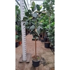 Ficus Elastica Robusta