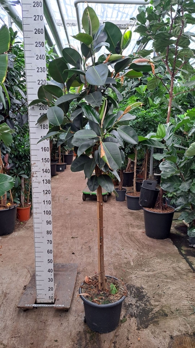 <h4>Ficus Elastica Robusta</h4>