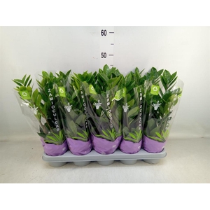 Zamioculcas zamiifolia