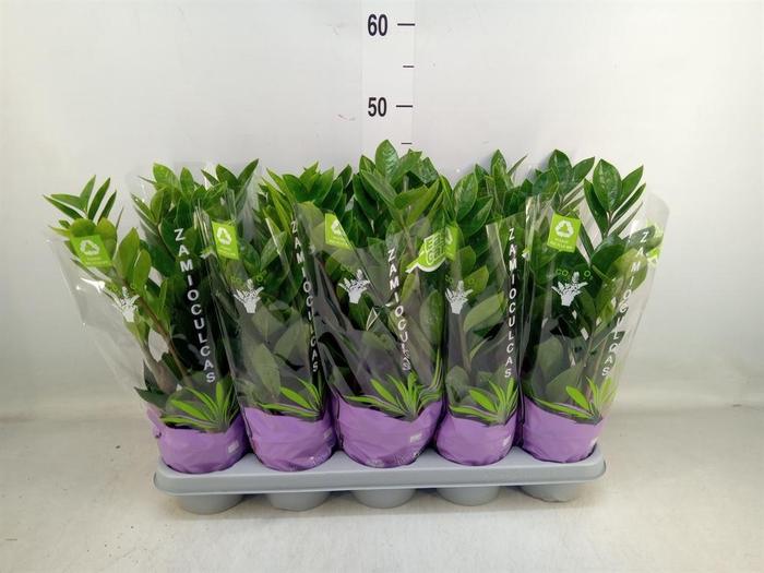 <h4>Zamioculcas zamiifolia</h4>