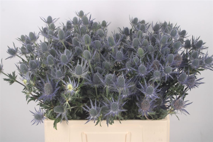 Eryngium Nila Mavicta