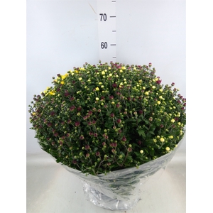 Chrysanthemum   ..GR