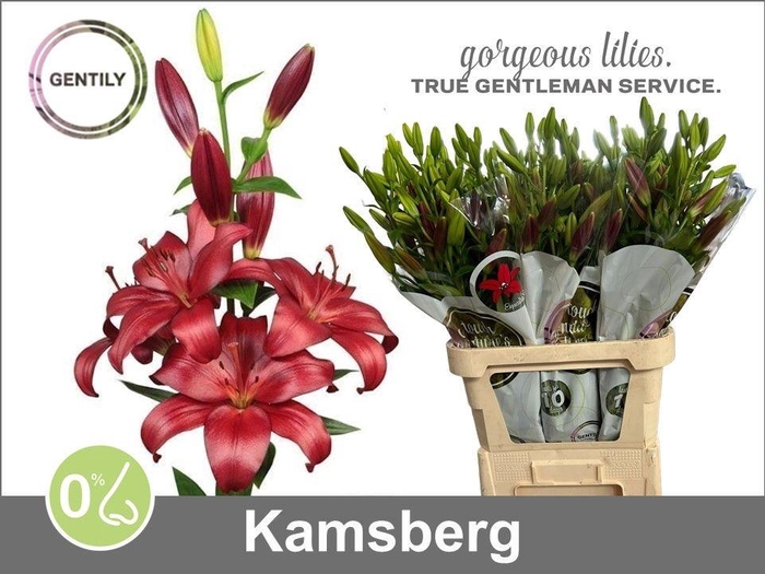 <h4>Li La Kamsberg</h4>