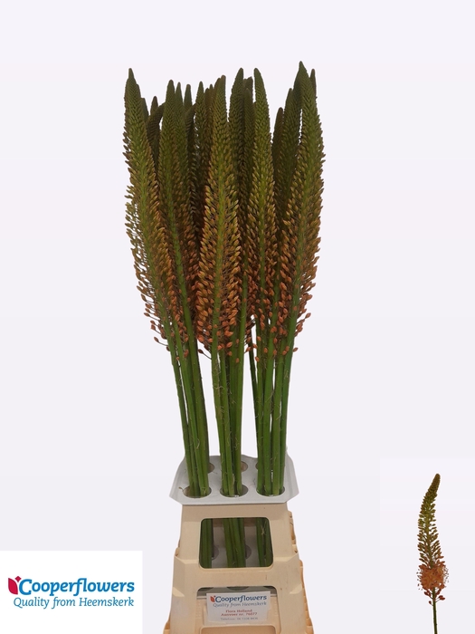 <h4>Eremurus Cleopatra</h4>
