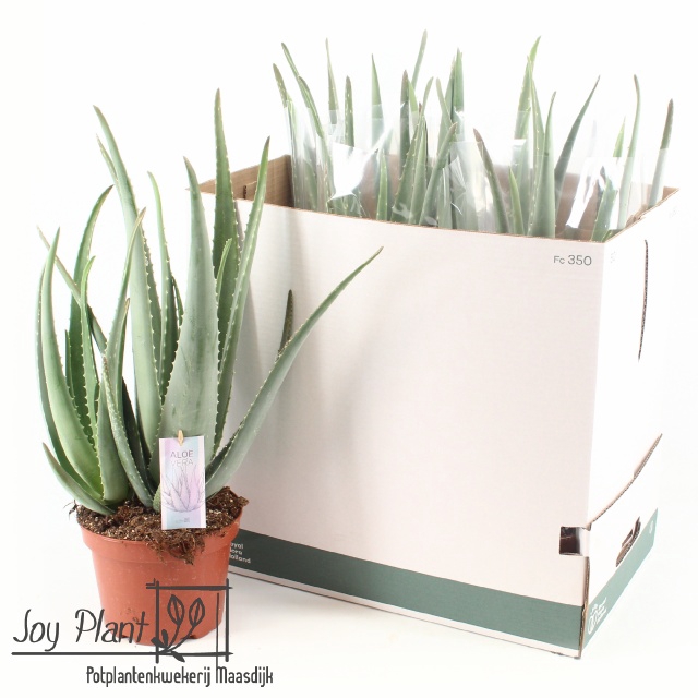 <h4>ALOE VERA</h4>