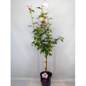 Hibiscus syriacus