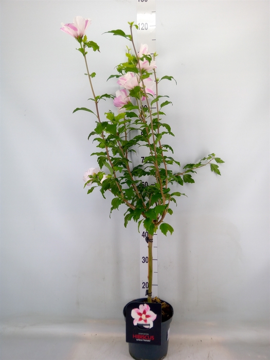 <h4>Hibiscus syriacus</h4>