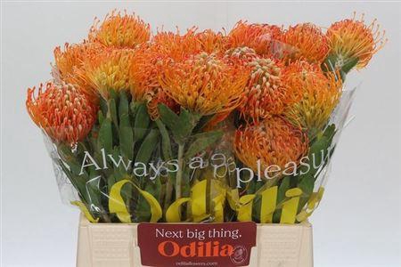 <h4>Leuco Jelena</h4>