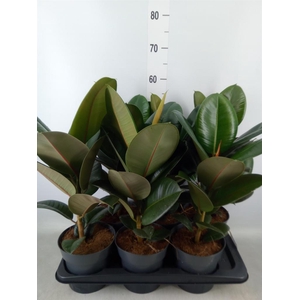 Ficus elastica 'Robusta'