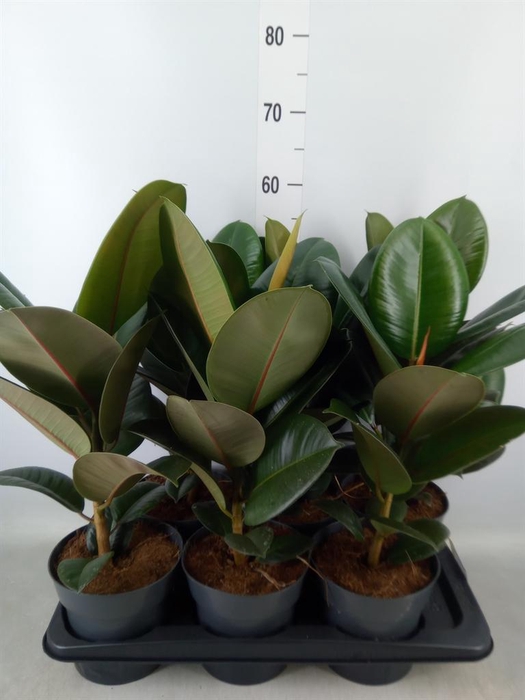 <h4>Ficus elastica 'Robusta'</h4>