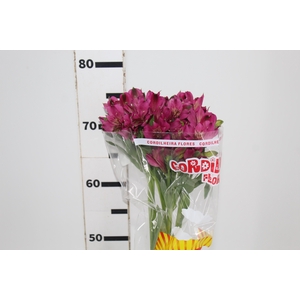 ALSTROEMERIA NAPOLI 080 CM