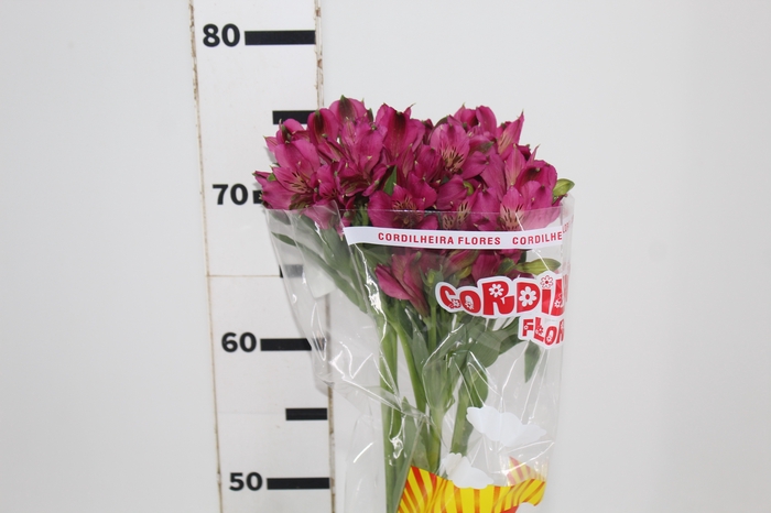 <h4>ALSTROEMERIA NAPOLI 080 CM</h4>