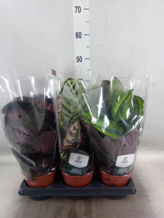 <h4>Calathea   ...mix</h4>